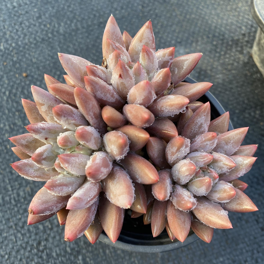 5'' Pachyphytum Red Dragonfly, Rare Live Succulent Plants