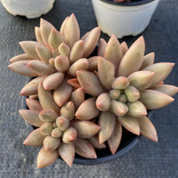5'' Pachyphytum Red Dragonfly, Rare Live Succulent Plants