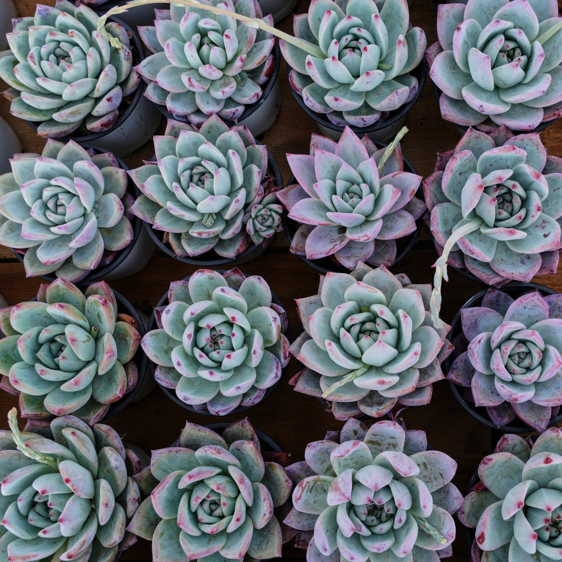 four leaf succulent 4'' Echeveria Colorata Brandtii, Rare Live Succulent Plants – cocosucculent