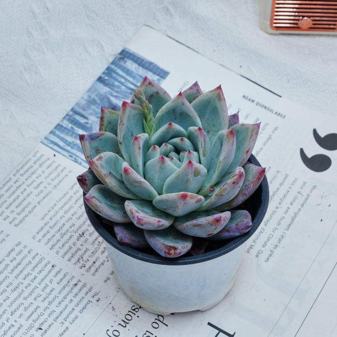 four leaf succulent 4'' Echeveria Colorata Brandtii, Rare Live Succulent Plants – cocosucculent