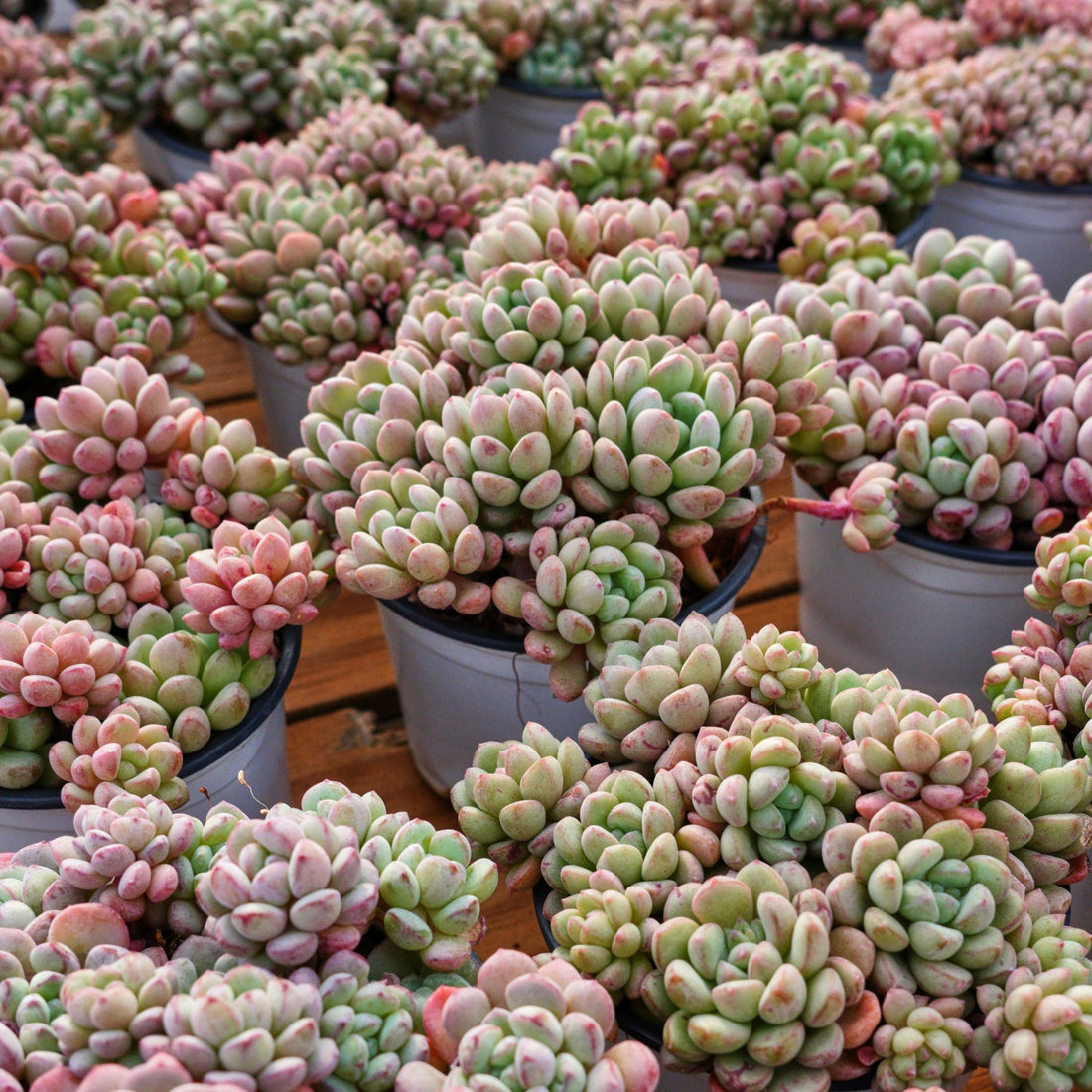 4'' Echeveria Red Bean, Rare Live Succulent Plants