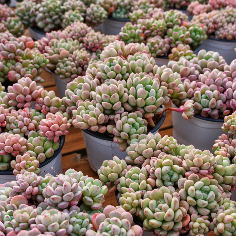 4'' Echeveria Red Bean, Rare Live Succulent Plants