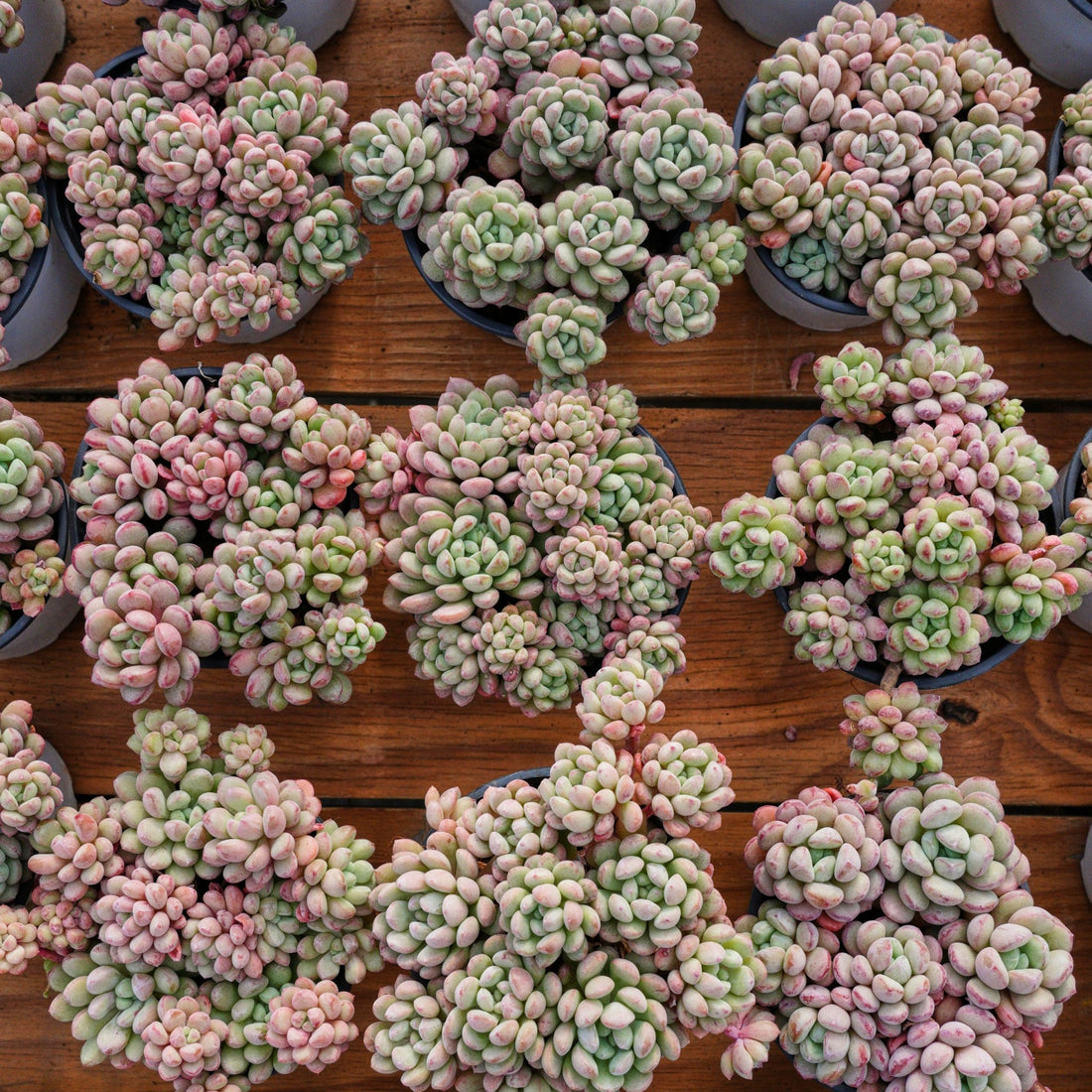 4'' Echeveria Red Bean, Rare Live Succulent Plants