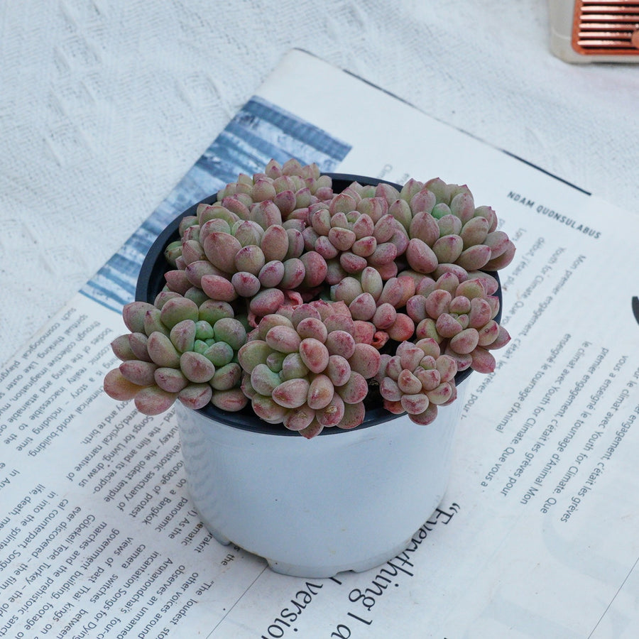 4'' Echeveria Red Bean, Rare Live Succulent Plants