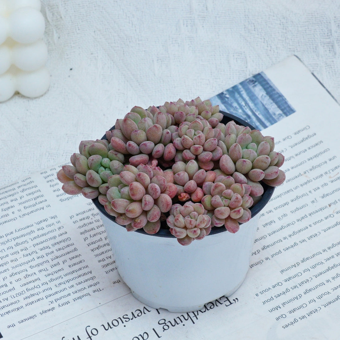 4'' Echeveria Red Bean, Rare Live Succulent Plants
