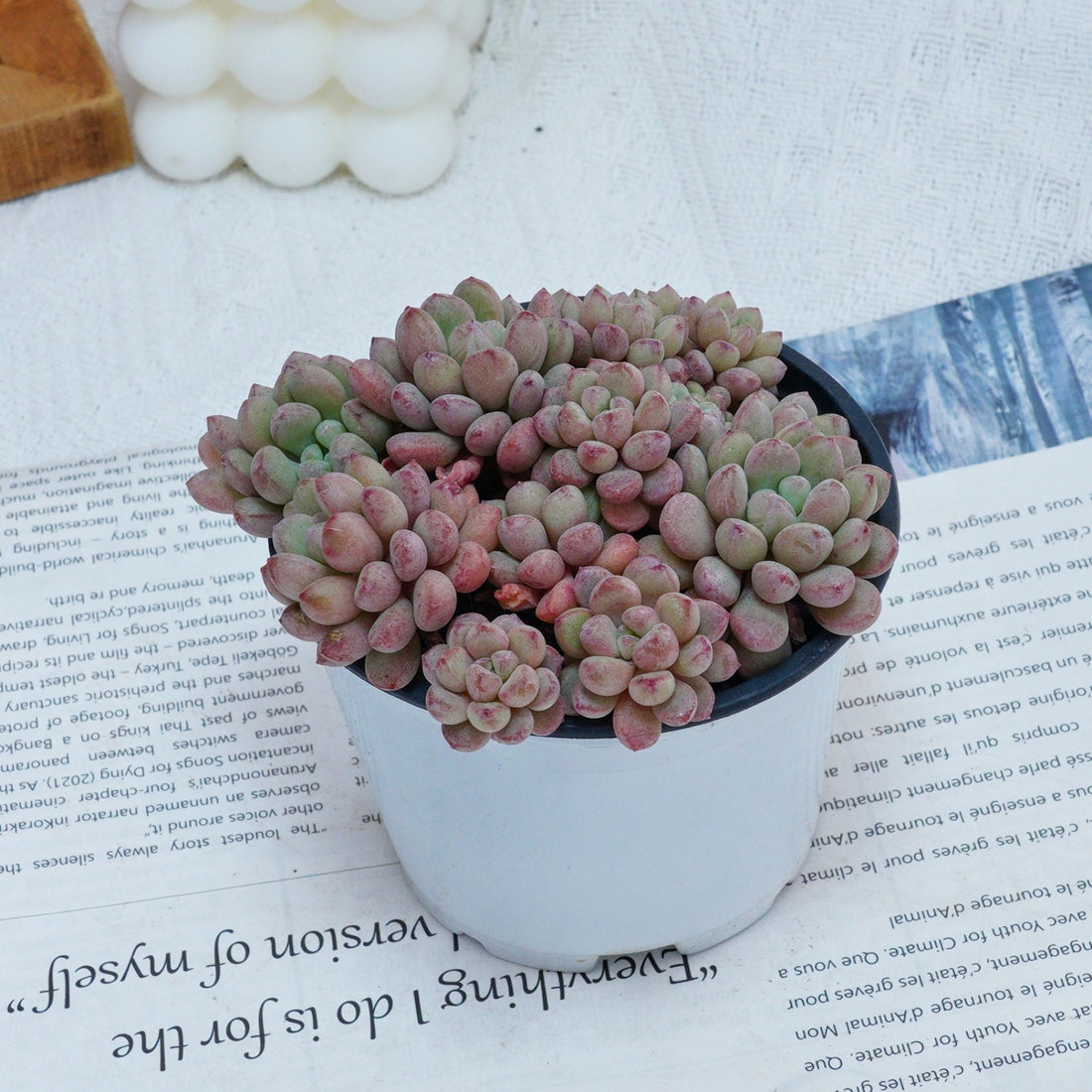 4'' Echeveria Red Bean, Rare Live Succulent Plants