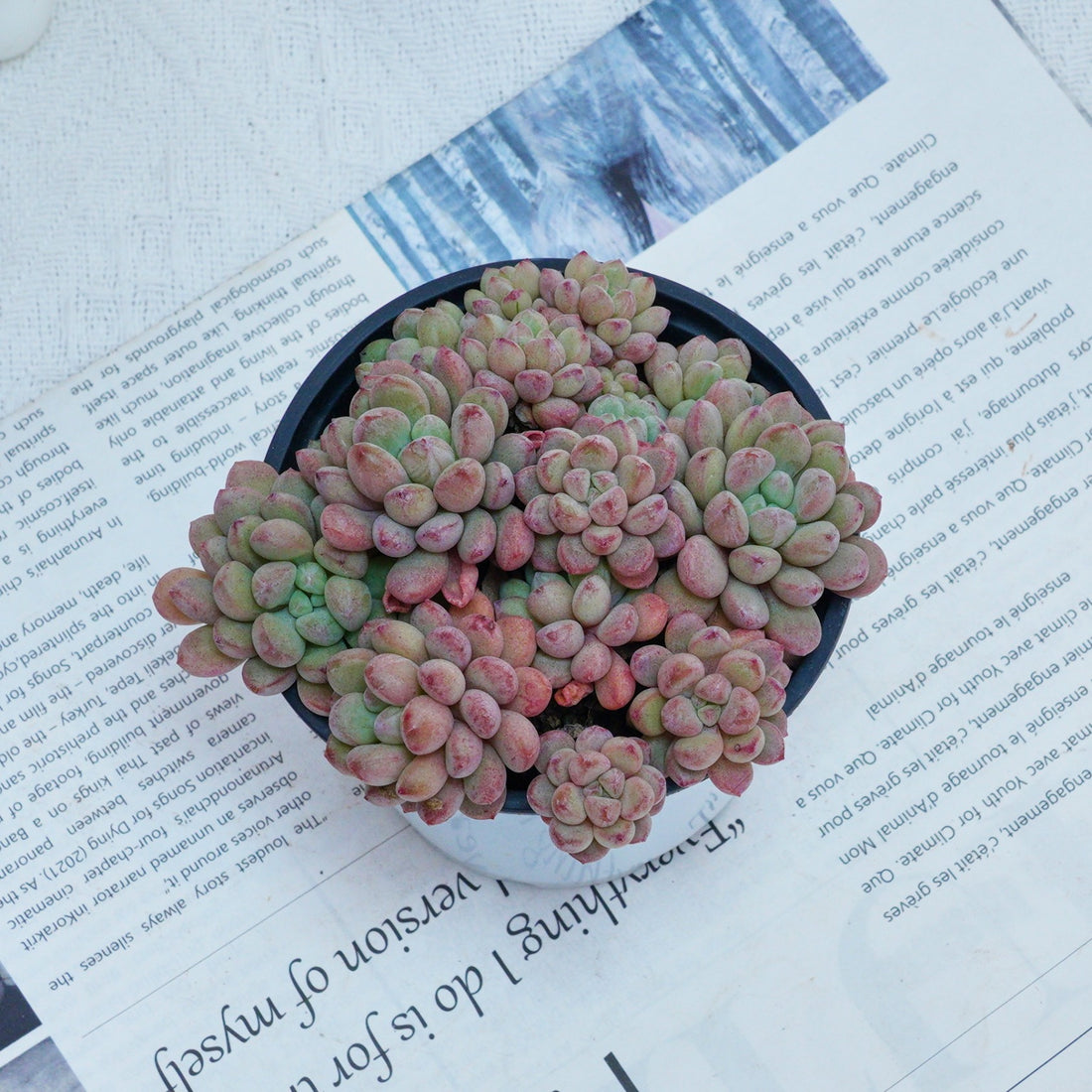 4'' Echeveria Red Bean, Rare Live Succulent Plants