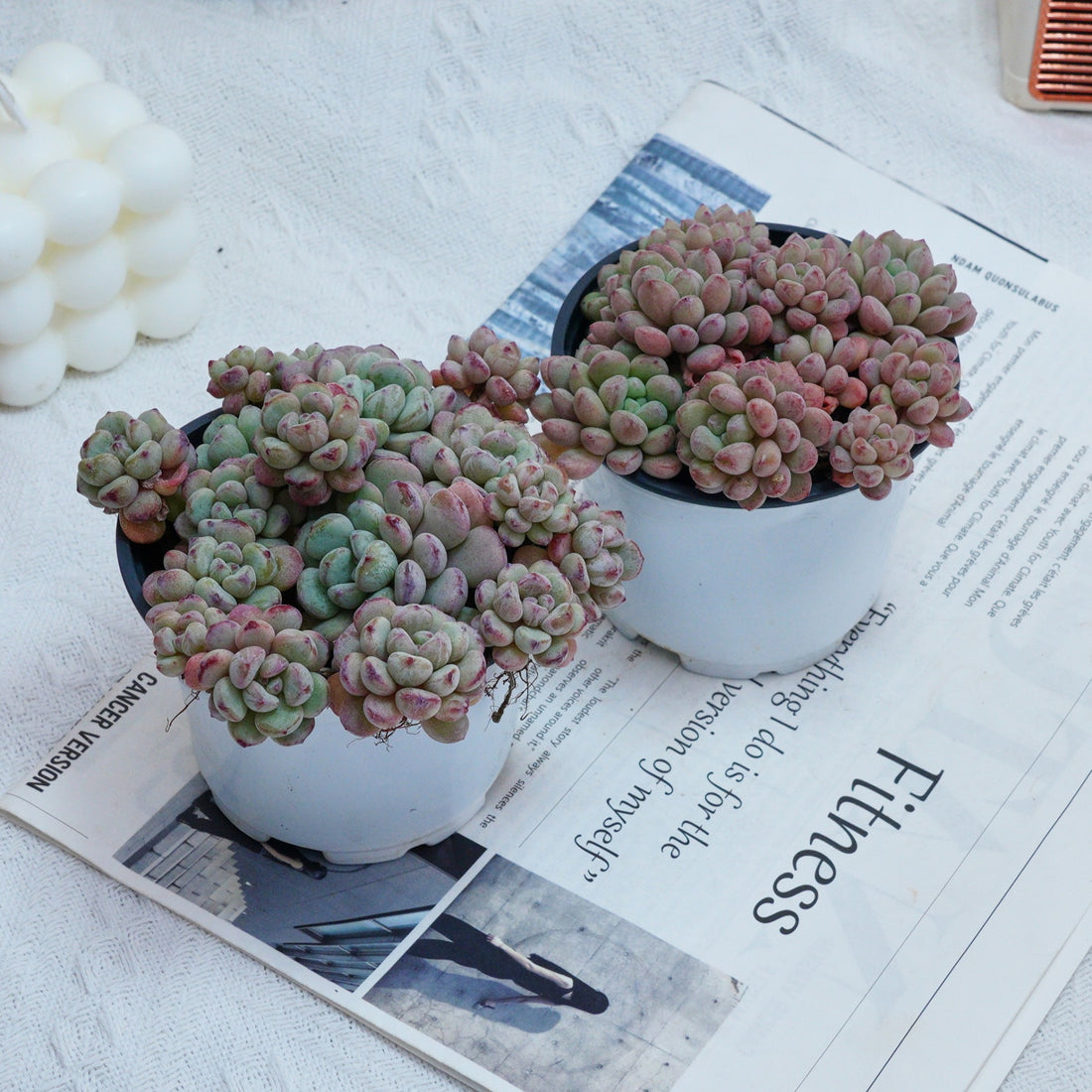 4'' Echeveria Red Bean, Rare Live Succulent Plants