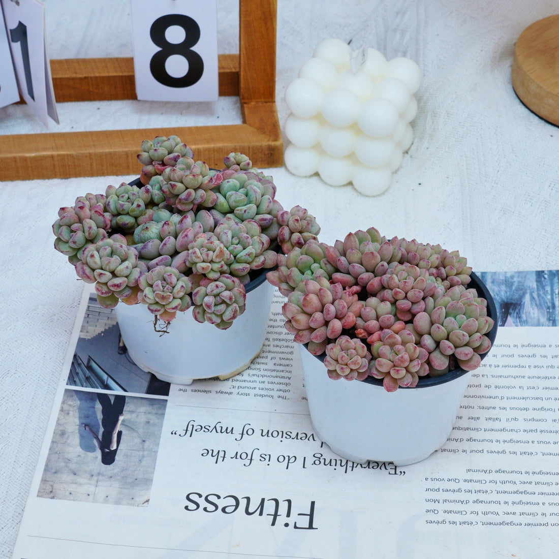 4'' Echeveria Red Bean, Rare Live Succulent Plants