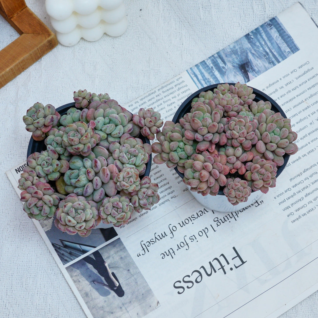 4'' Echeveria Red Bean, Rare Live Succulent Plants