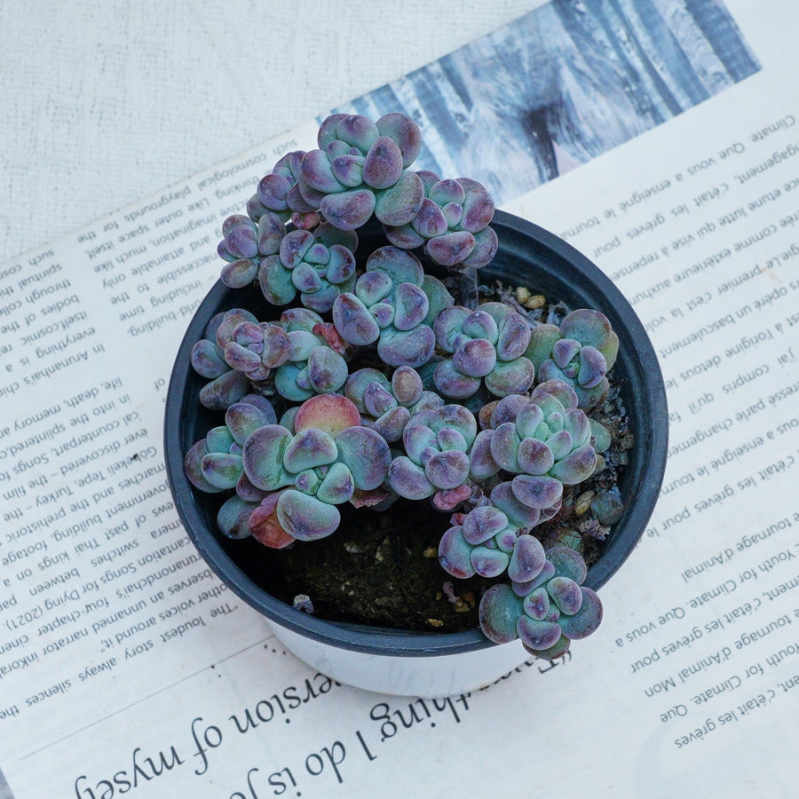 ebay succulents 4'' Sedum Comixtum, Rare Live Succulent Plants