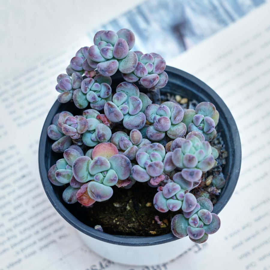 succulent live plants for sale 4'' Sedum Comixtum, Rare Live Succulent Plants