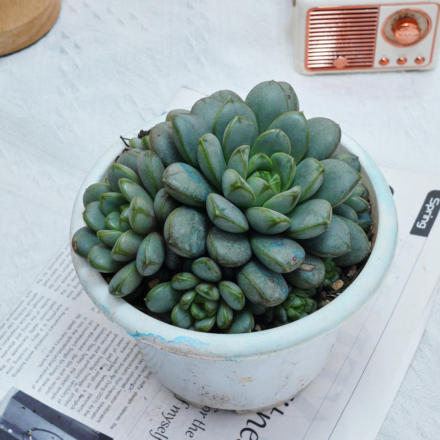 live succulent near me 7'' Graptoveria Amethorum, Rare Live Succulent Plants – cocosucculent
