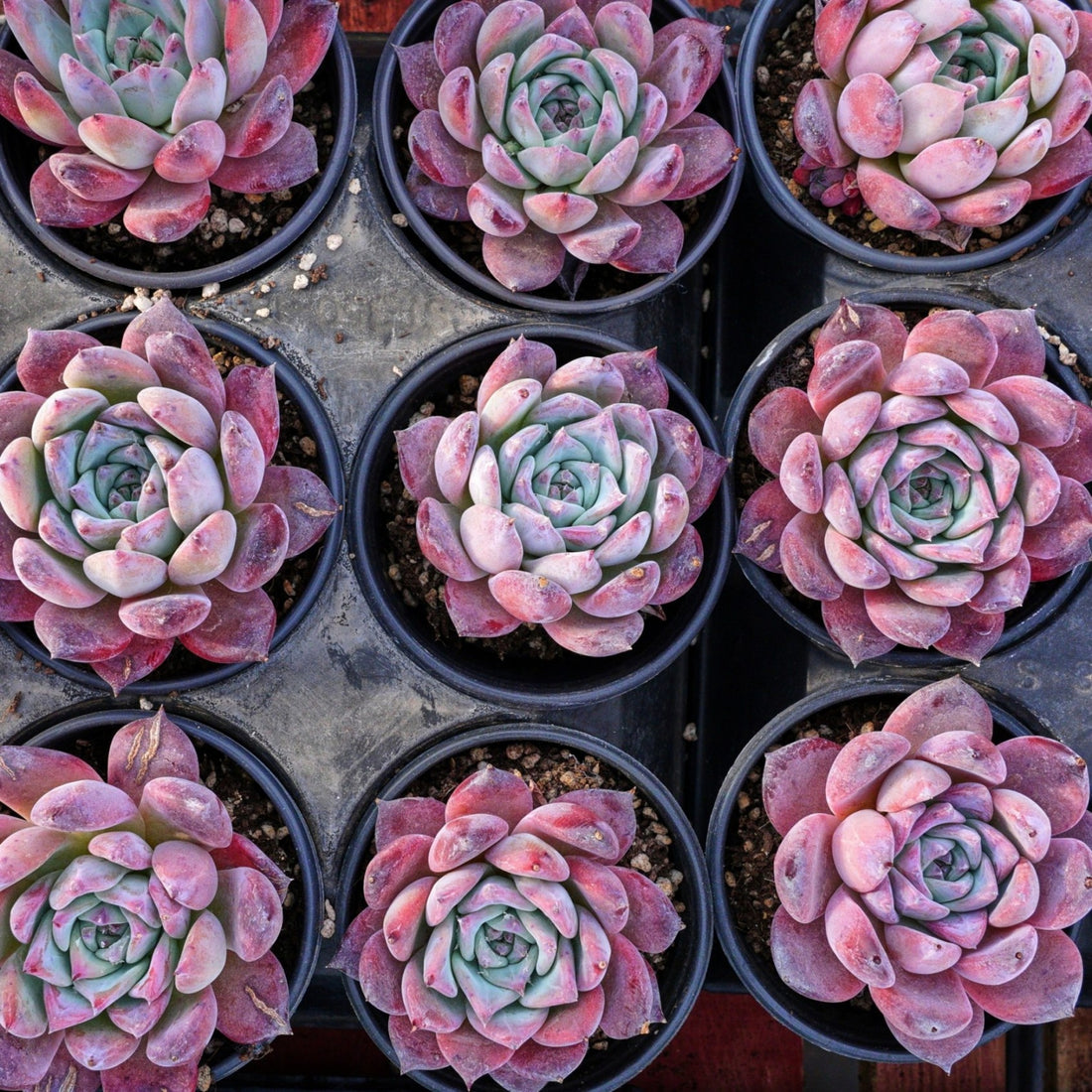 colorata succulent 4'' Echeveria Colorata Brandtii, Rare Live Succulent Plants