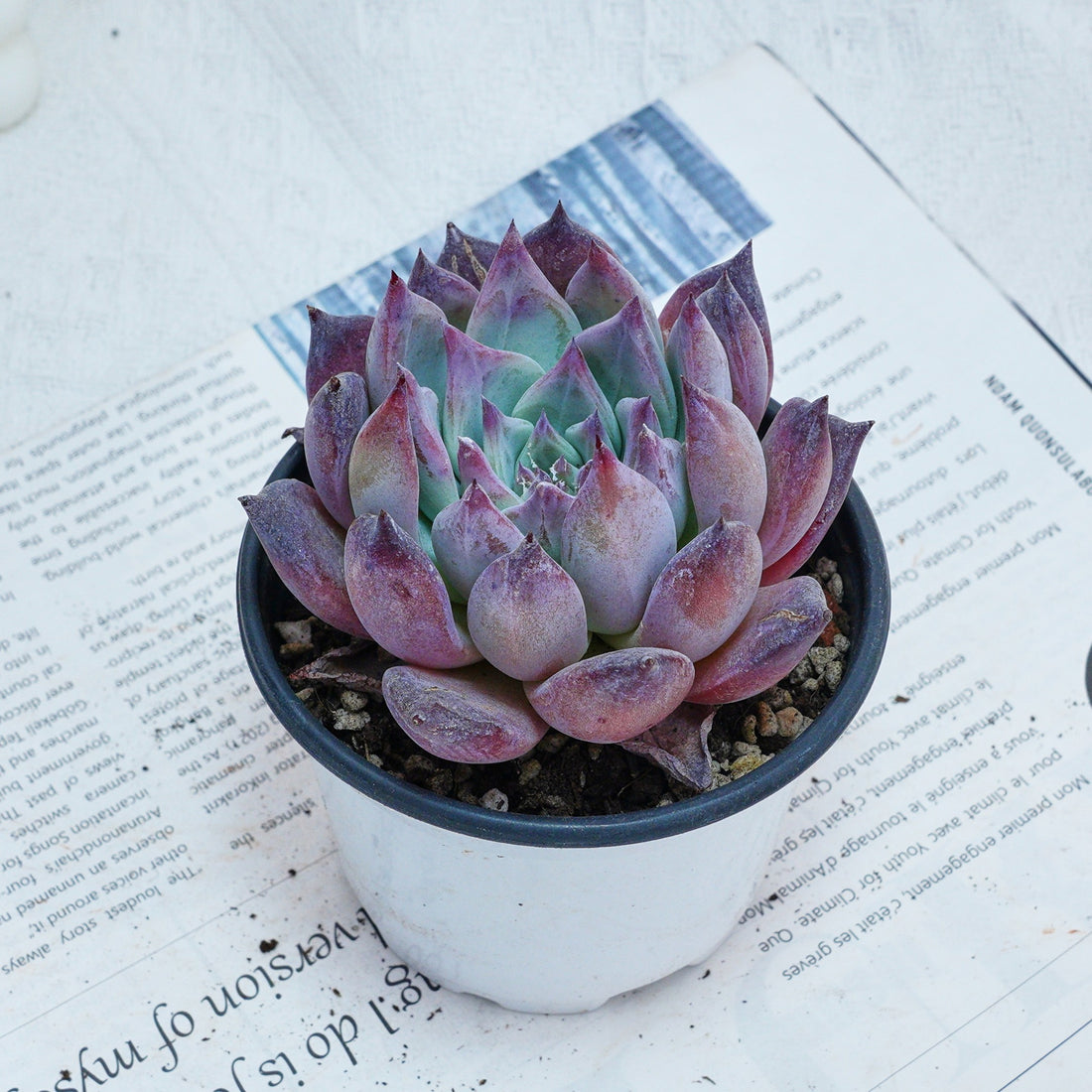 succulent cate 4'' Echeveria Colorata Brandtii, Rare Live Succulent Plants