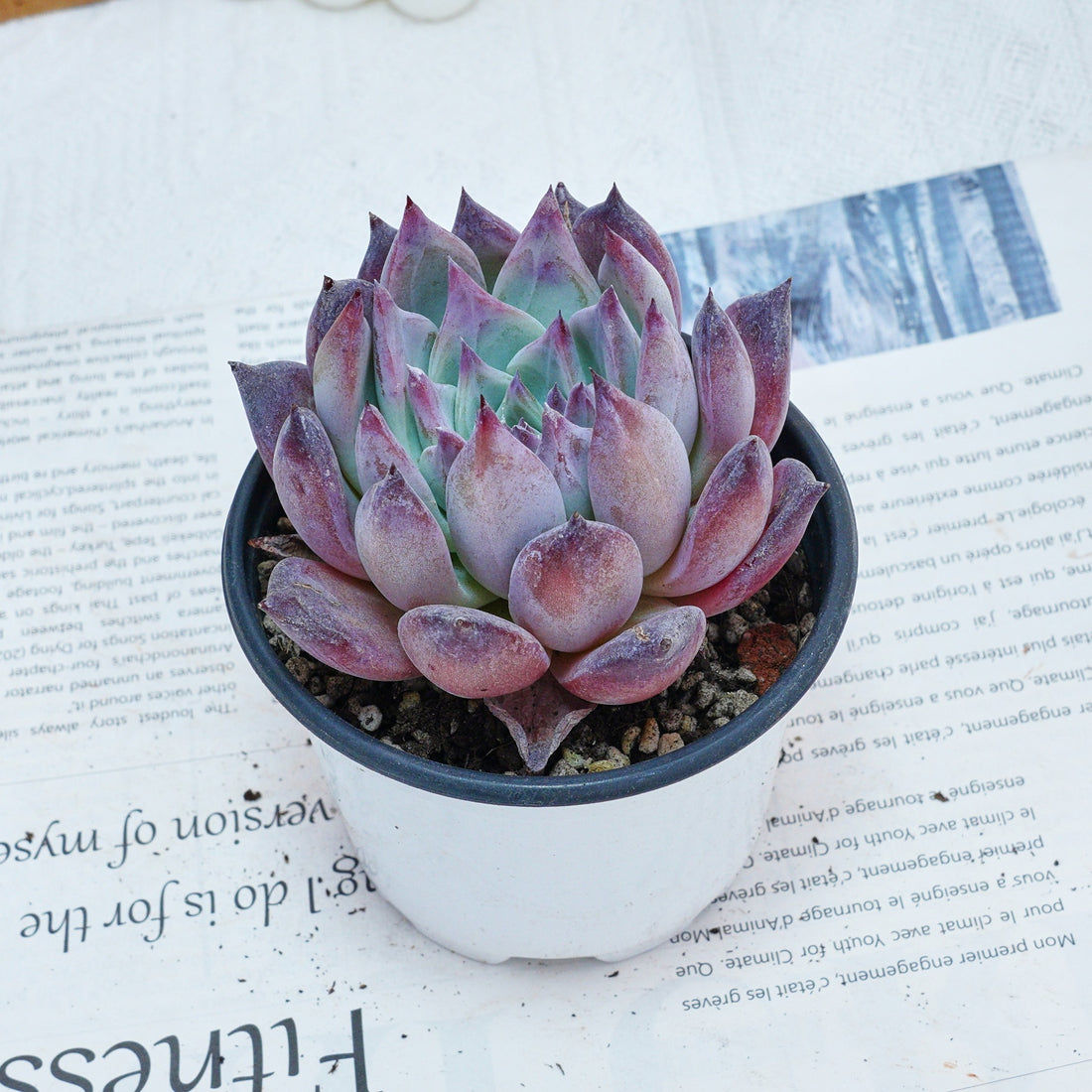 4'' Echeveria Colorata Brandtii, Rare Live Succulent Plants