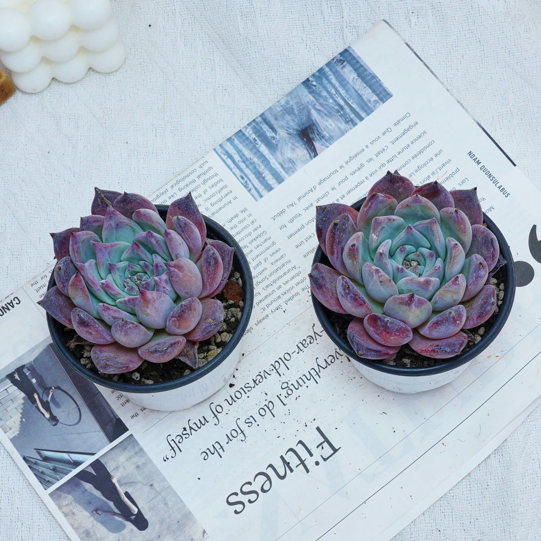 4'' Echeveria Colorata Brandtii, Rare Live Succulent Plants
