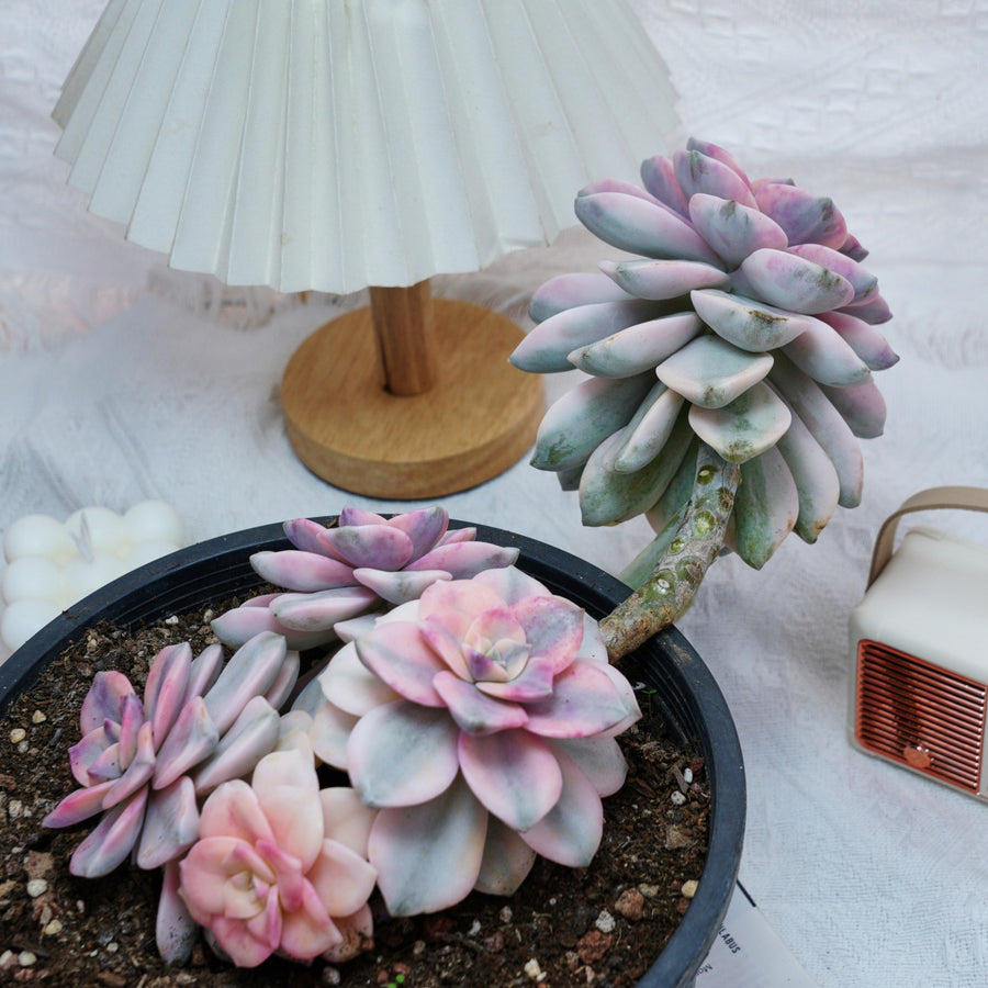 purple and white succulent plant 8'' Graptopetalum Purple Delight Variegated, Rare Live Succulent Plants