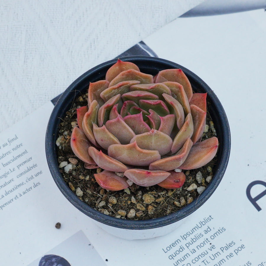 kissing succulent 3'' Echeveria kisses, Rare Live Succulent Plants