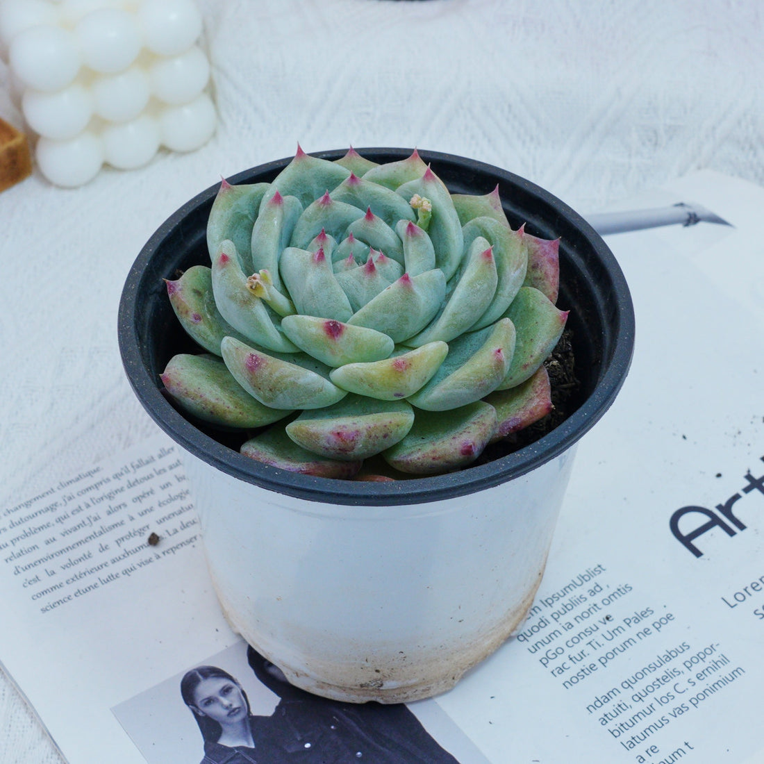 4'' Echeveria Latam, Rare Live Succulent Plants