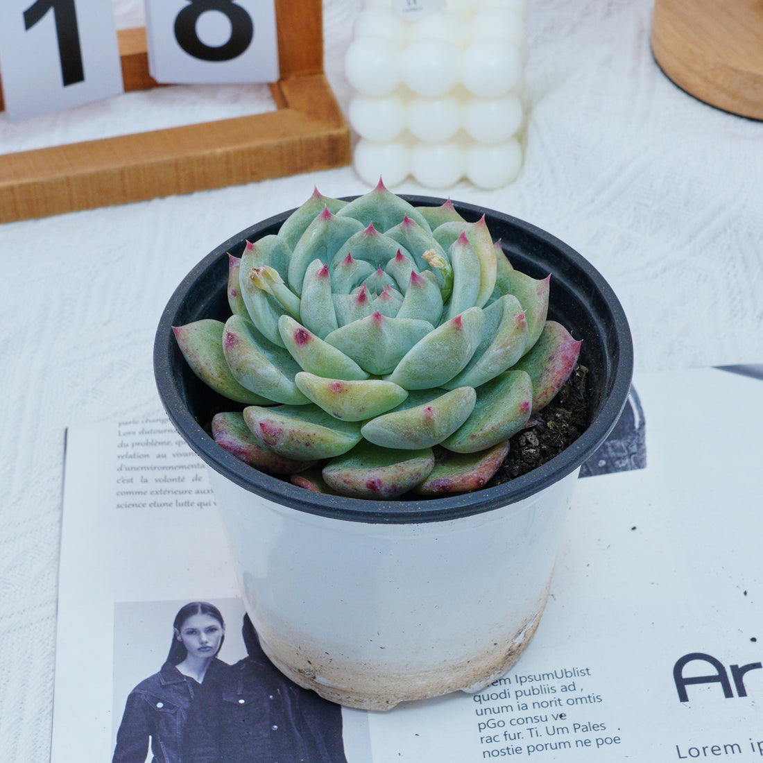4'' Echeveria Latam, Rare Live Succulent Plants