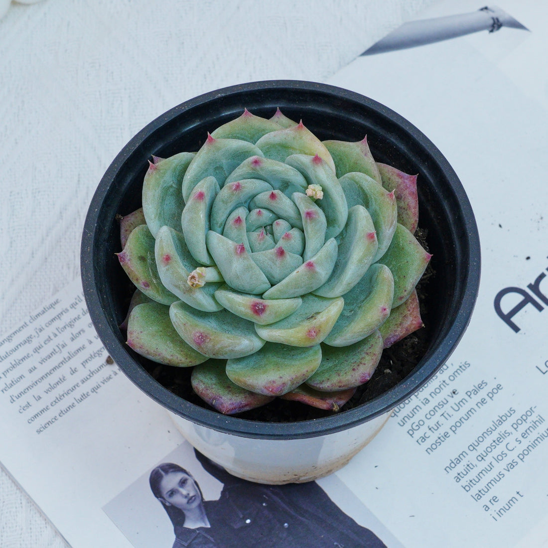 4'' Echeveria Latam, Rare Live Succulent Plants