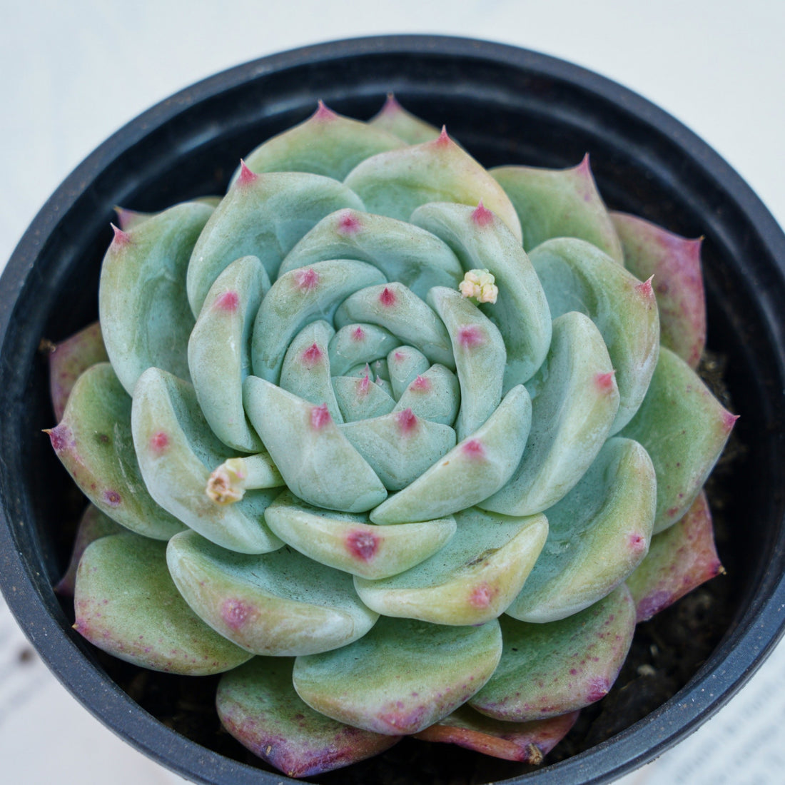 4'' Echeveria Latam, Rare Live Succulent Plants