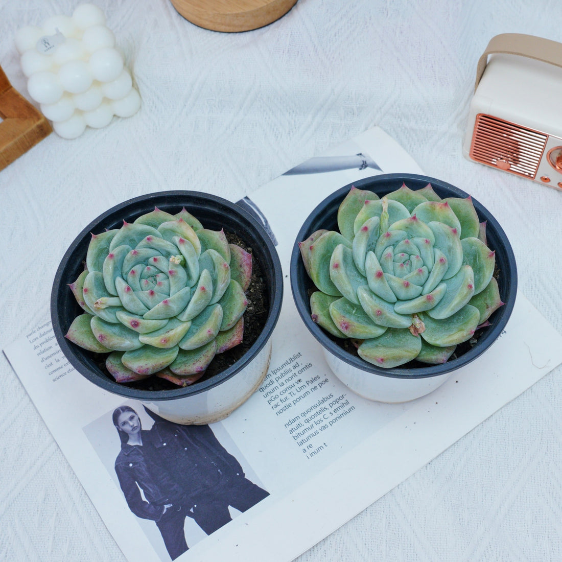 4'' Echeveria Latam, Rare Live Succulent Plants