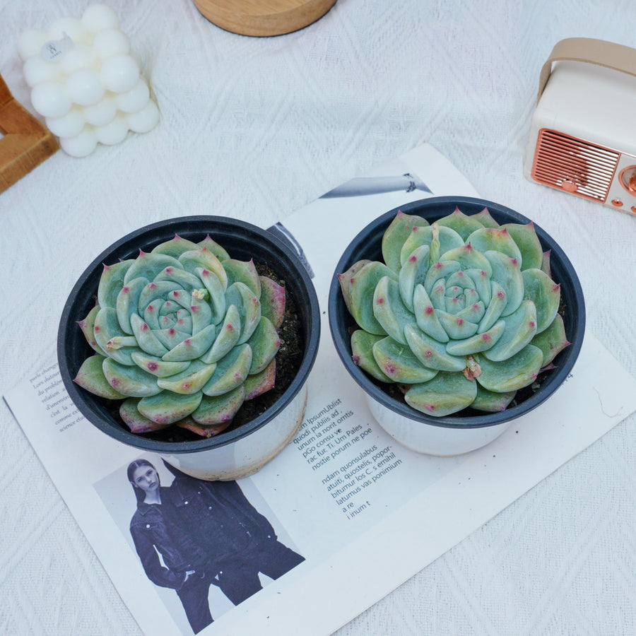 4'' Echeveria Latam, Rare Live Succulent Plants