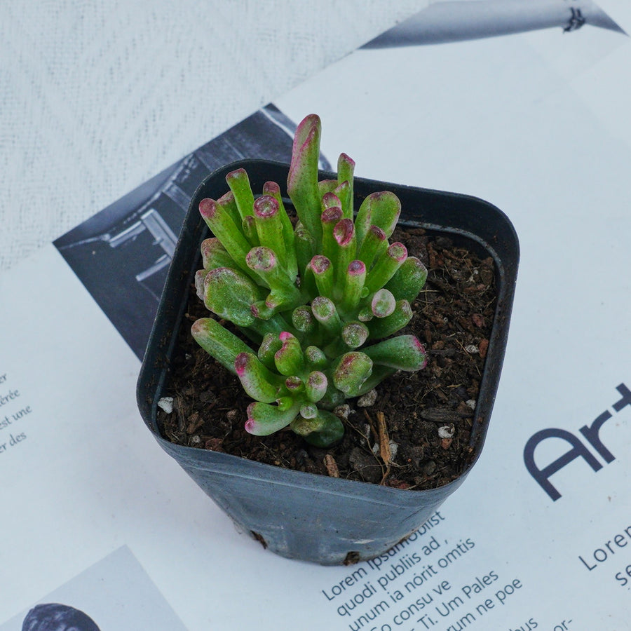 tube succulent 3'' Crassula Obliqua Gollum, Rare Live Succulent Plants – cocosucculent