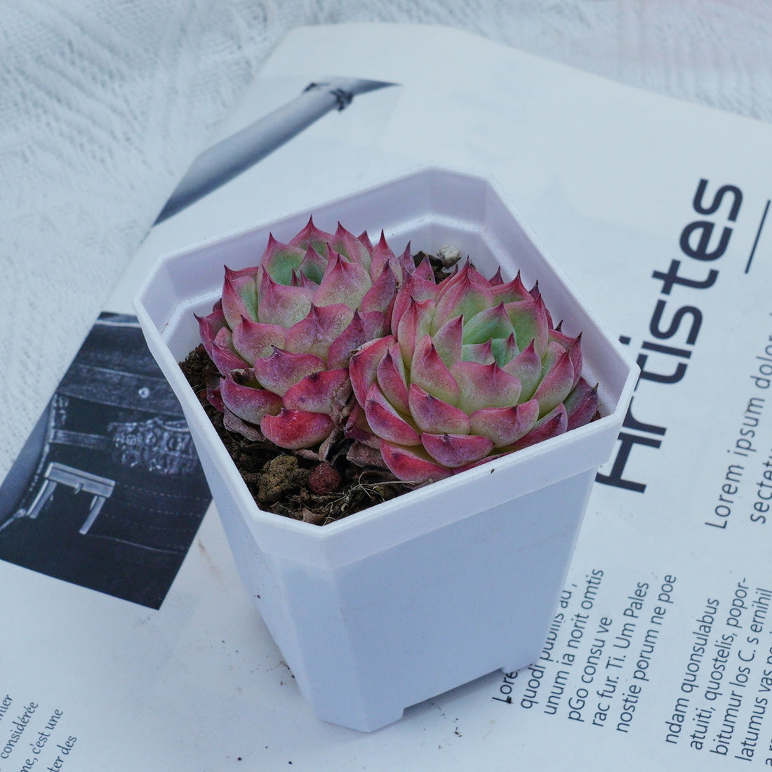 3'' Echeveria Pink Crystal, Rare Live Succulent Plants