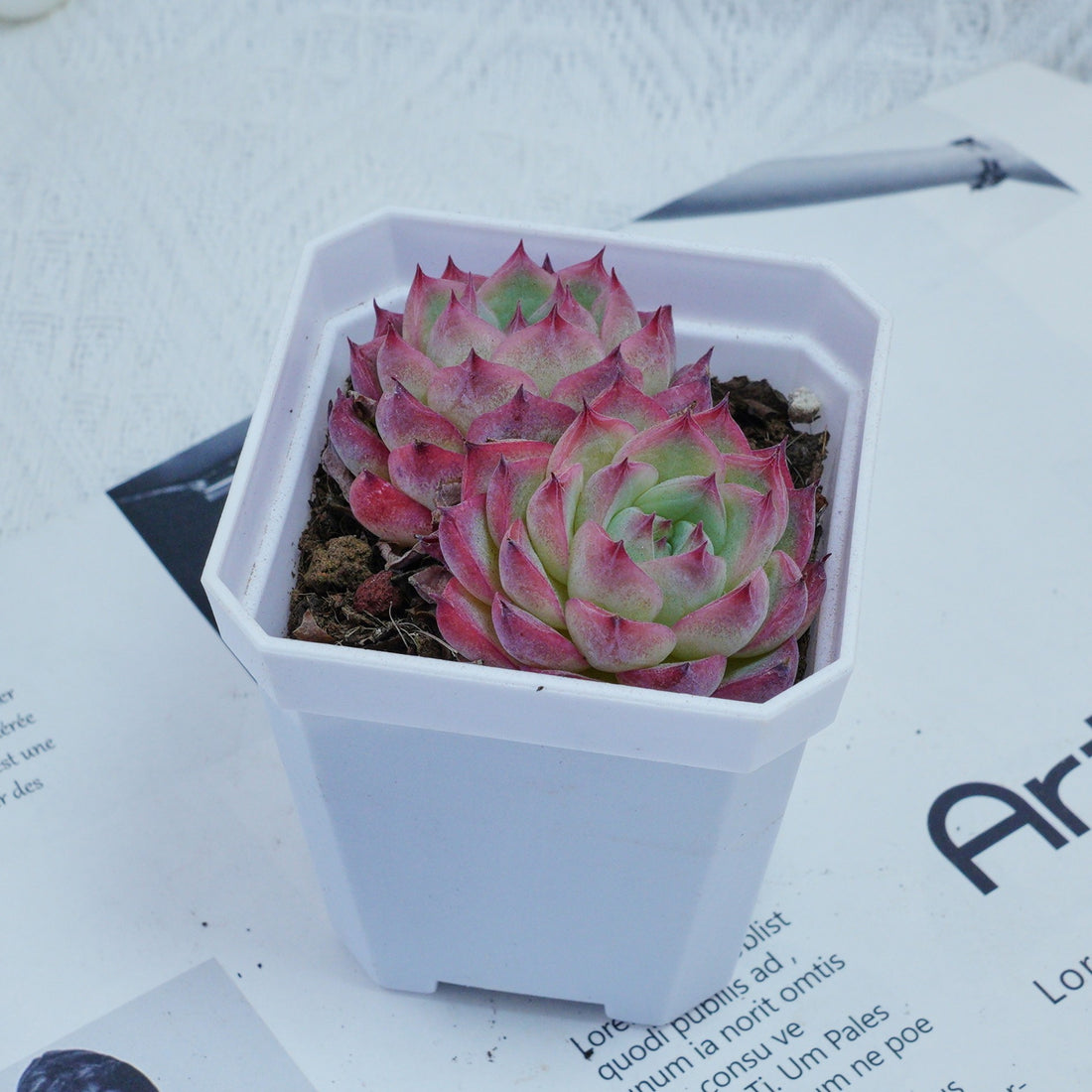 3'' Echeveria Pink Crystal, Rare Live Succulent Plants
