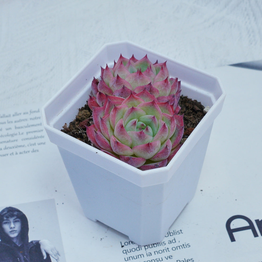 3'' Echeveria Pink Crystal, Rare Live Succulent Plants