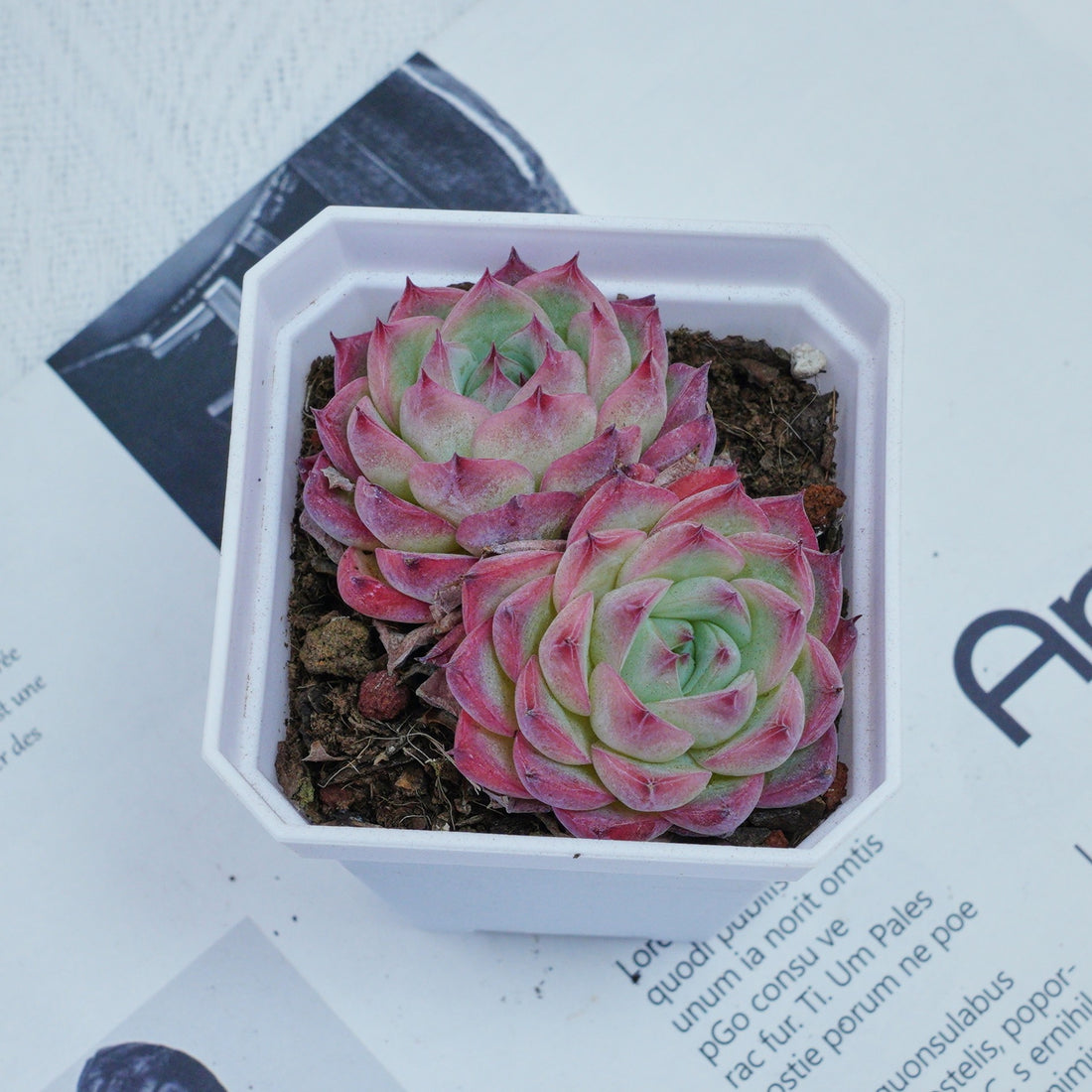 3'' Echeveria Pink Crystal, Rare Live Succulent Plants