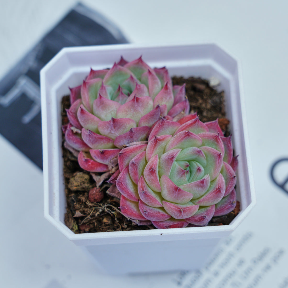 3'' Echeveria Pink Crystal, Rare Live Succulent Plants