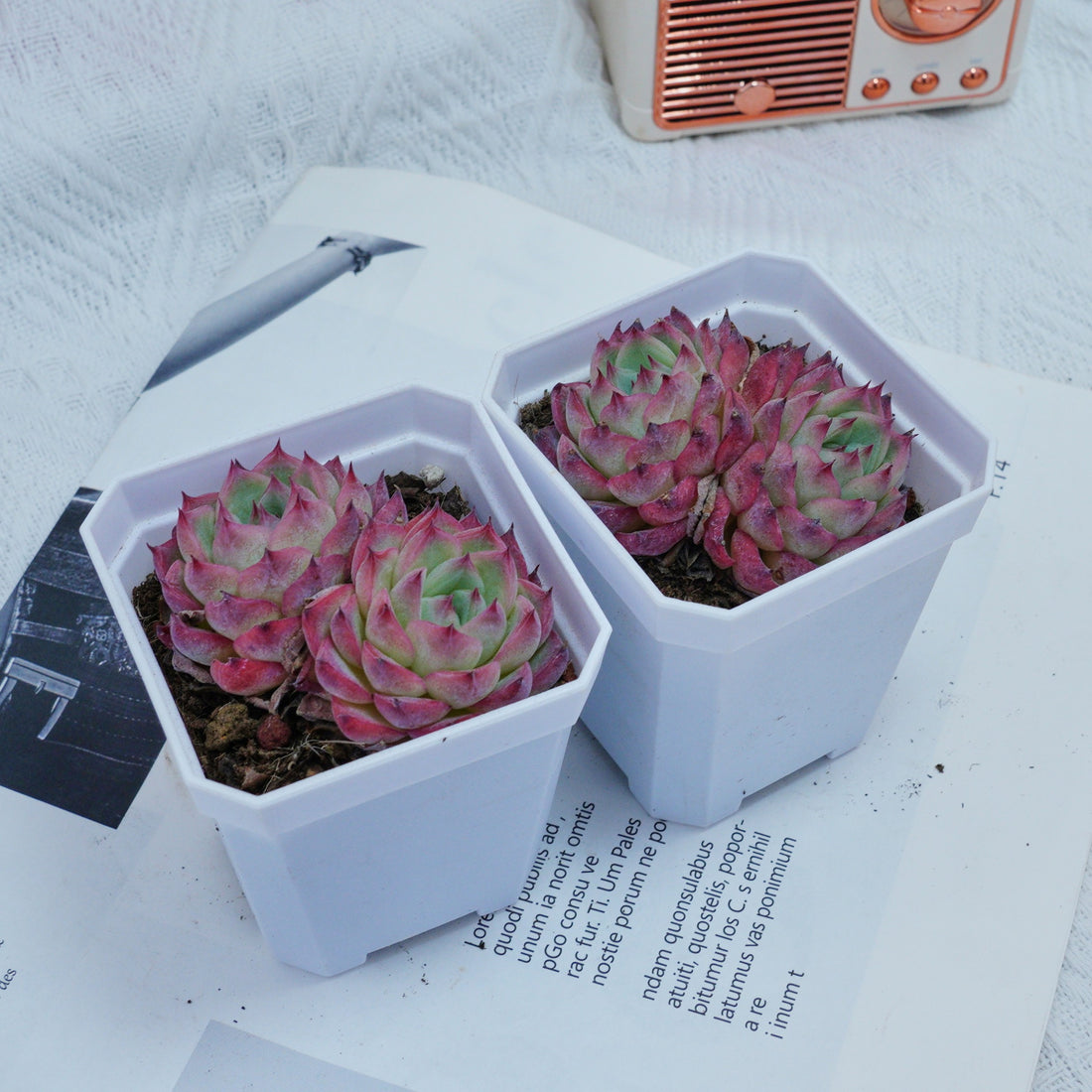 3'' Echeveria Pink Crystal, Rare Live Succulent Plants