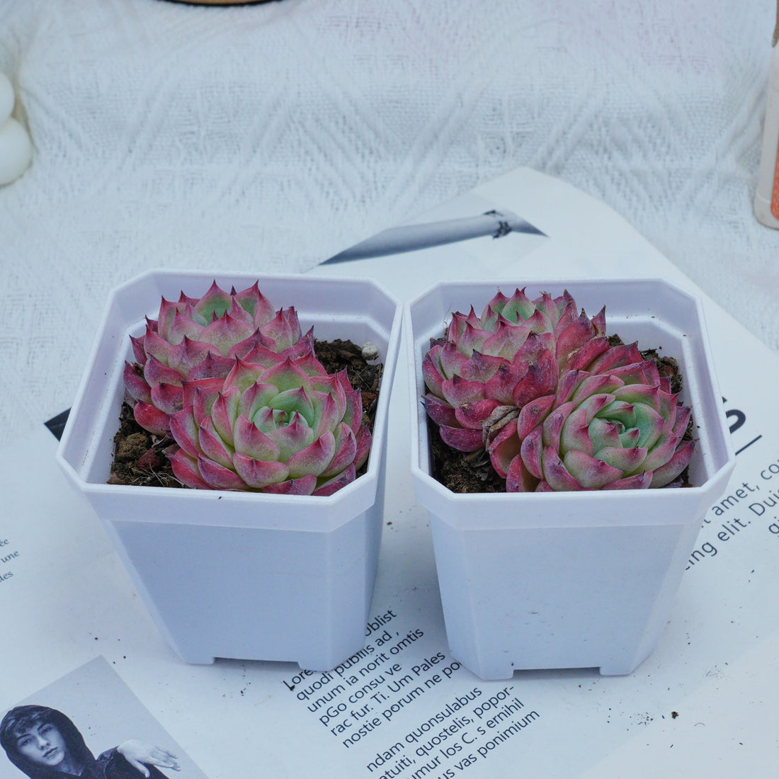3'' Echeveria Pink Crystal, Rare Live Succulent Plants