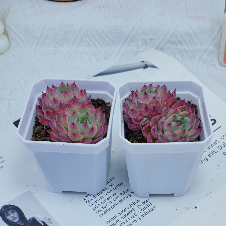 3'' Echeveria Pink Crystal, Rare Live Succulent Plants