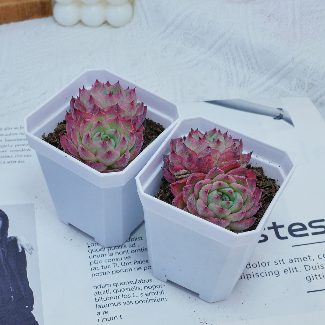 3'' Echeveria Pink Crystal, Rare Live Succulent Plants
