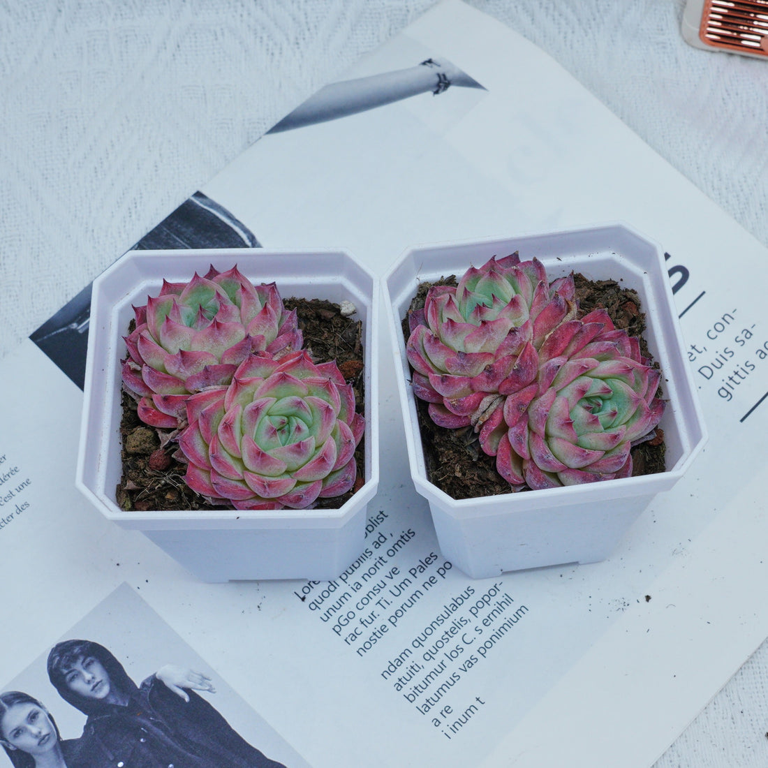 3'' Echeveria Pink Crystal, Rare Live Succulent Plants