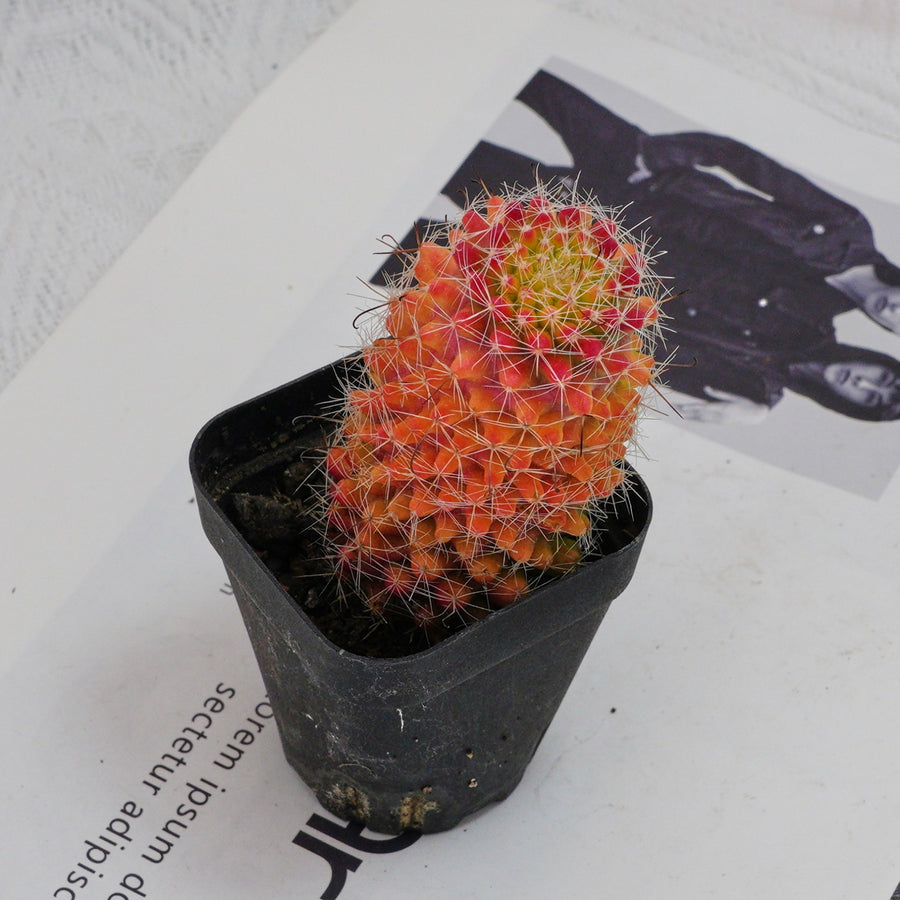 3'' Mammillaria Jaliscana Red, Rare Live Succulent Plants