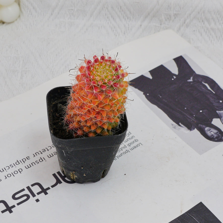 3'' Mammillaria Jaliscana Red, Rare Live Succulent Plants