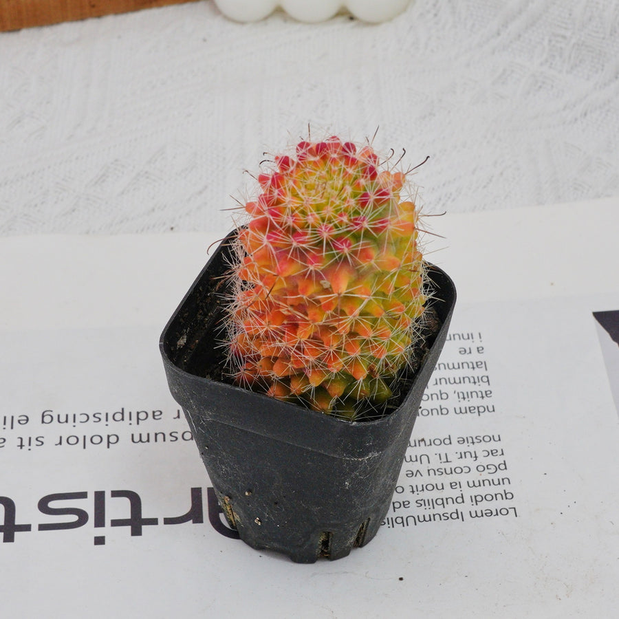 3'' Mammillaria Jaliscana Red, Rare Live Succulent Plants