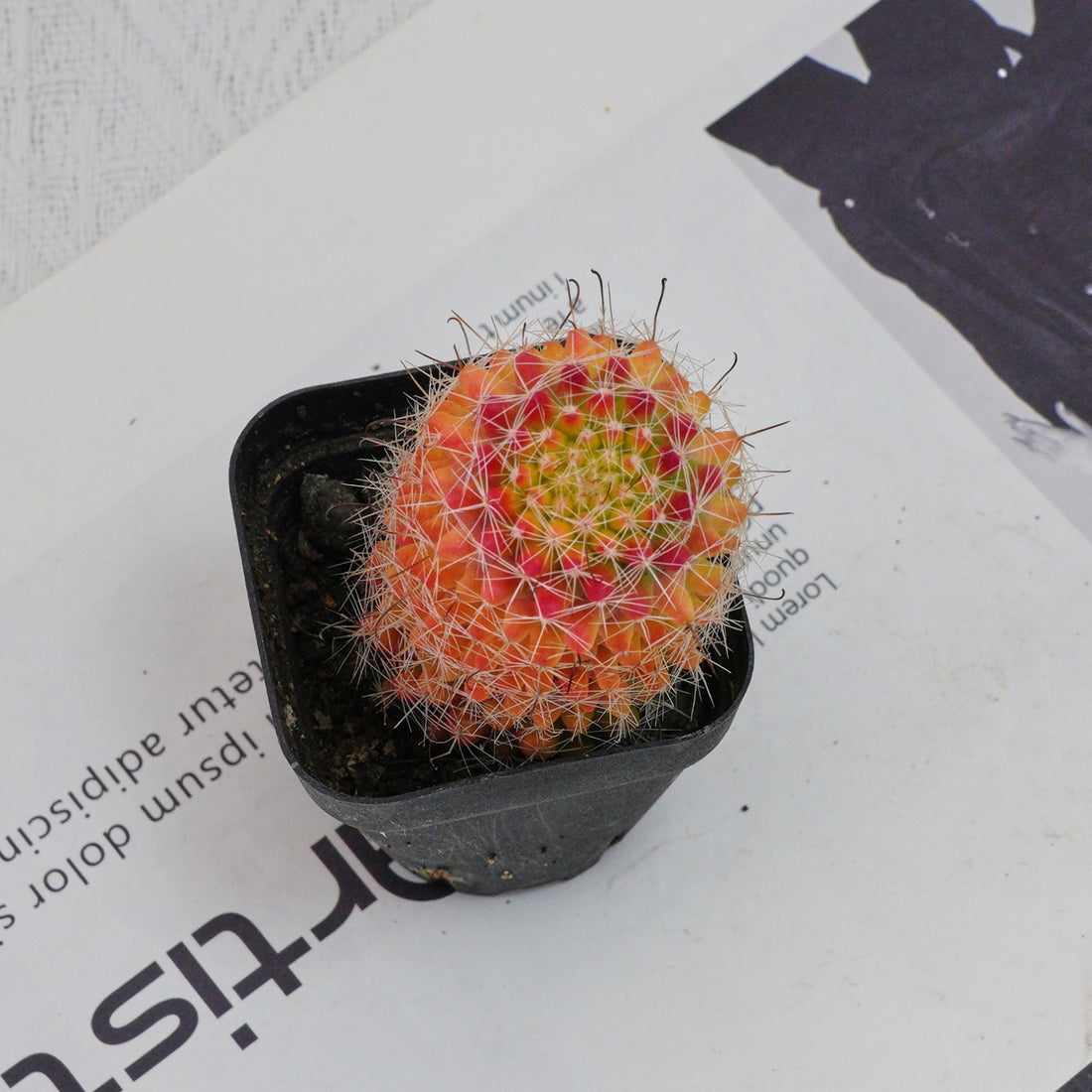 3'' Mammillaria Jaliscana Red, Rare Live Succulent Plants