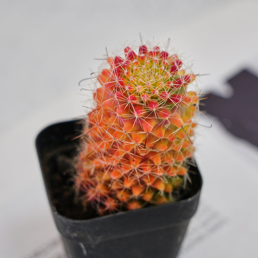 3'' Mammillaria Jaliscana Red, Rare Live Succulent Plants