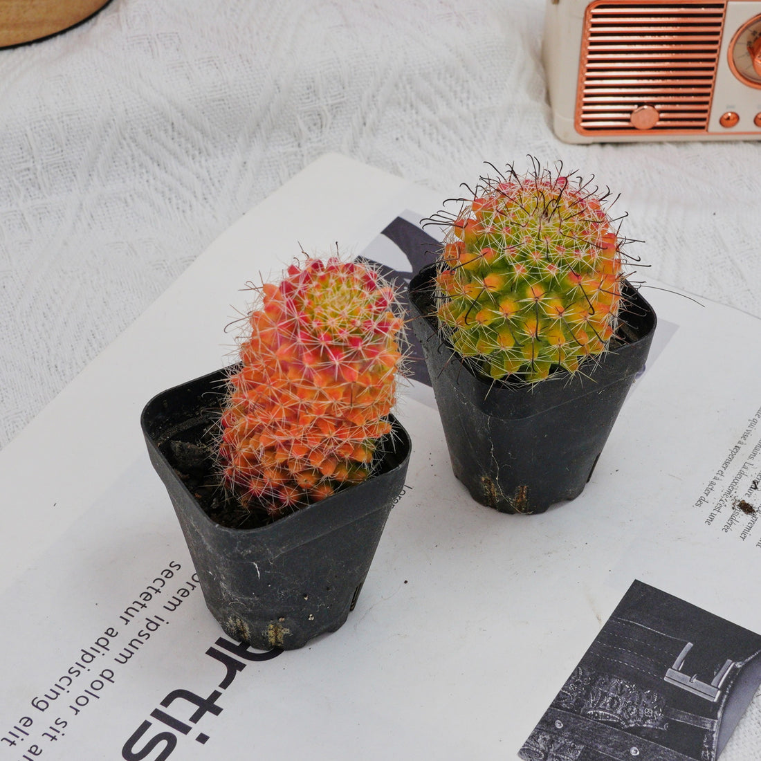 3'' Mammillaria Jaliscana Red, Rare Live Succulent Plants