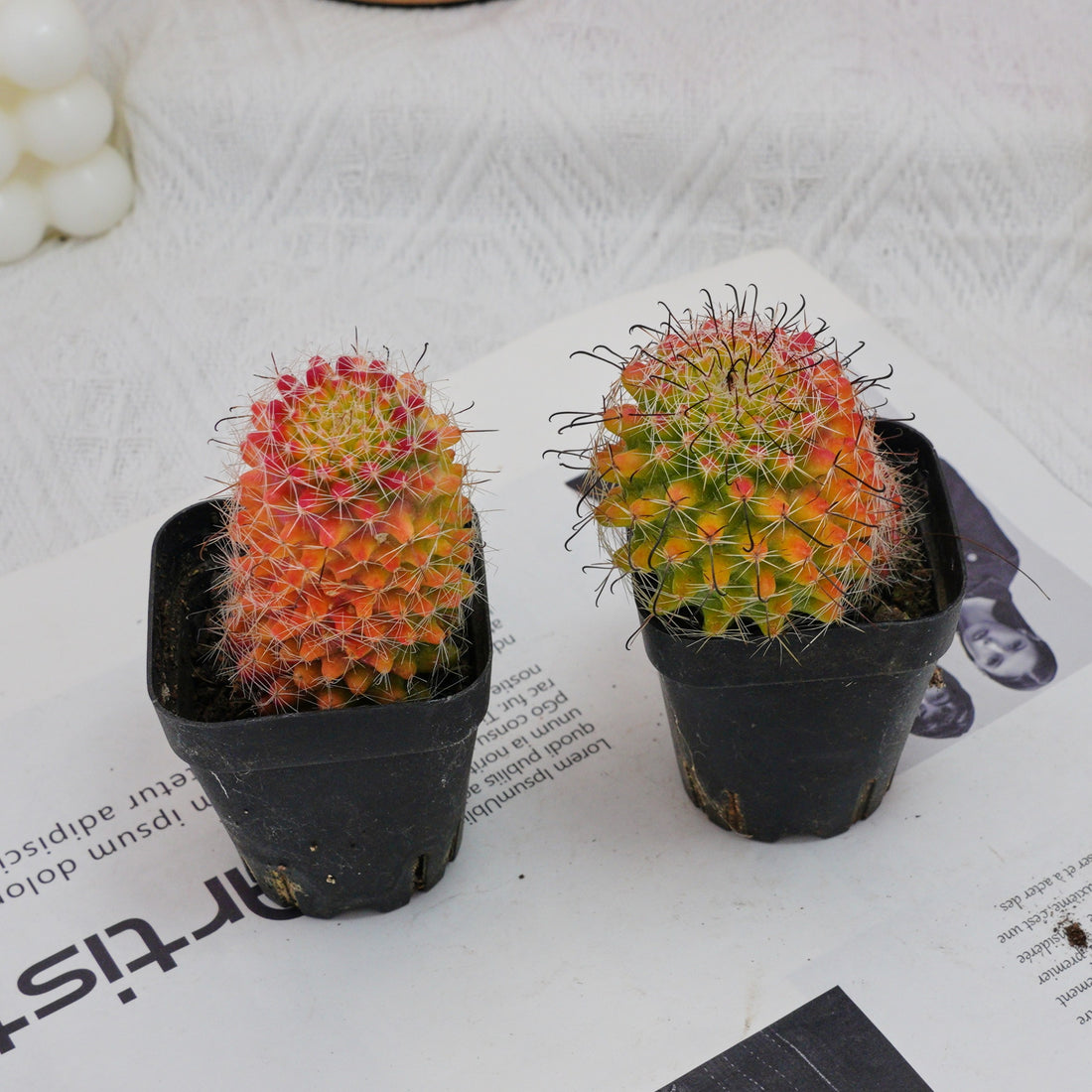 3'' Mammillaria Jaliscana Red, Rare Live Succulent Plants