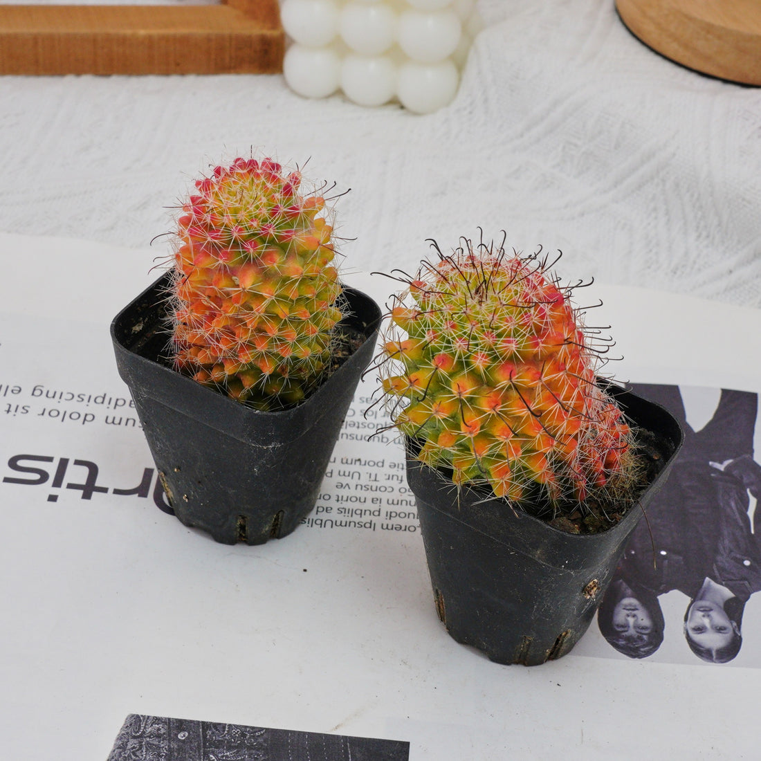 3'' Mammillaria Jaliscana Red, Rare Live Succulent Plants