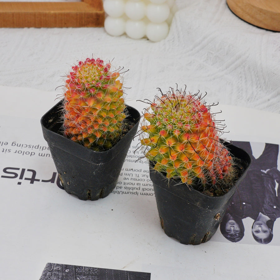 3'' Mammillaria Jaliscana Red, Rare Live Succulent Plants