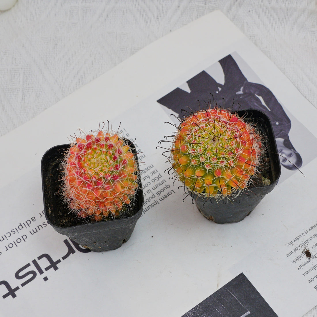 3'' Mammillaria Jaliscana Red, Rare Live Succulent Plants